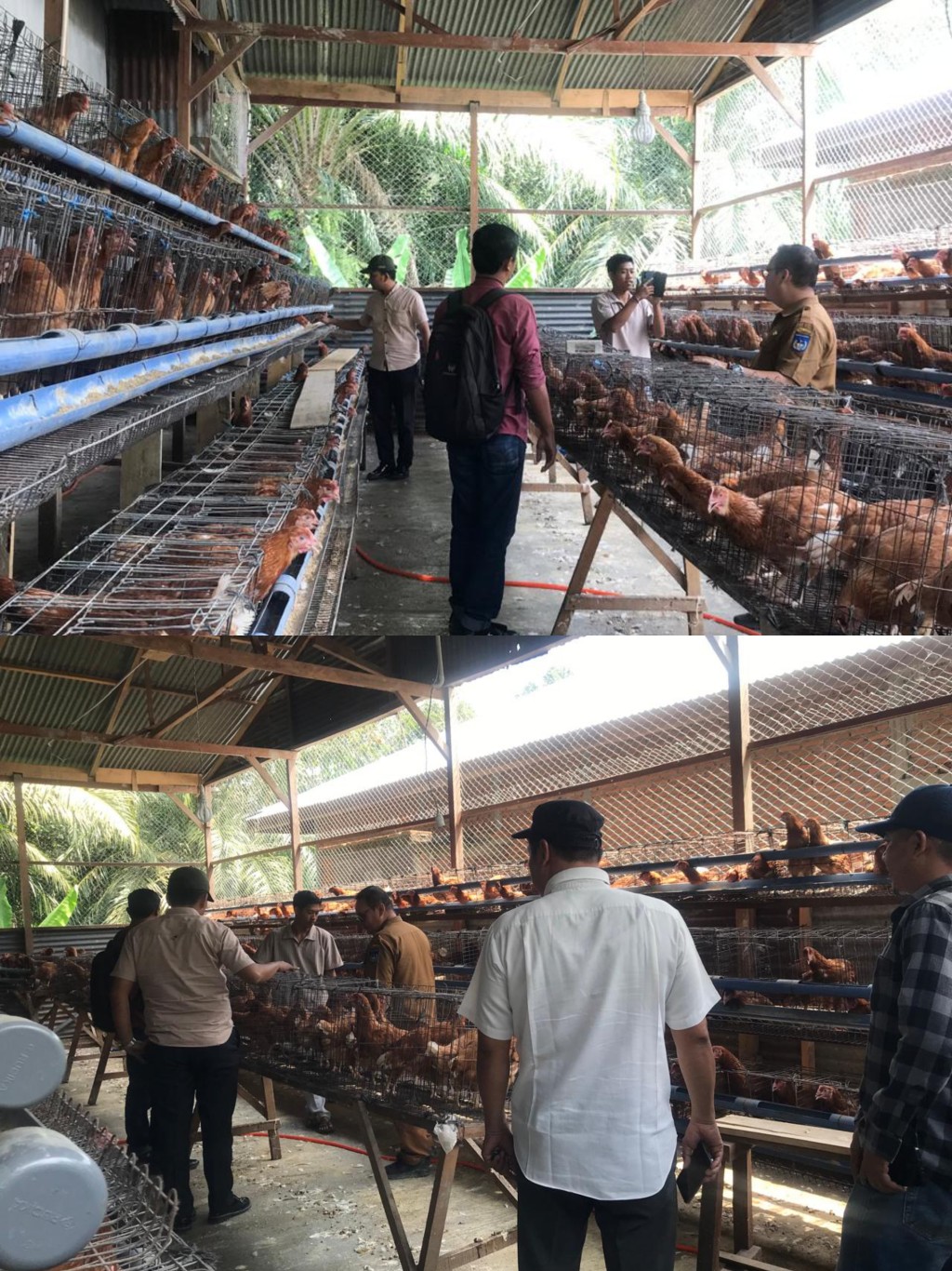 Ternak Ayam Petelur BUMDes Sukajadi Kebun Ireng dimulai Sejak Tahun 2025 sampai sekarang